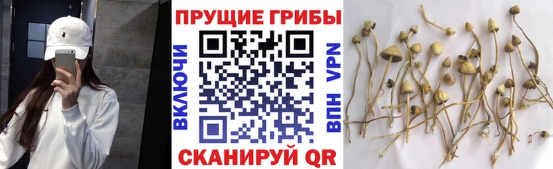 Галлюциногенные грибы GOLDEN TEACHER Купить закладки Мезень